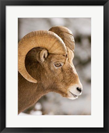 Framed Bighorn sheep, Maligne Canyon, Jasper NP, Alberta Print