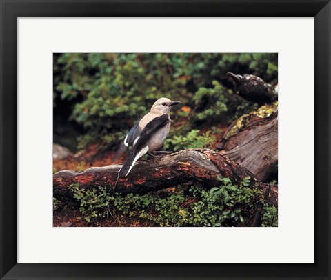 Framed Clark&#39;s Nutcrackers bird in Banff NP, Alberta Print