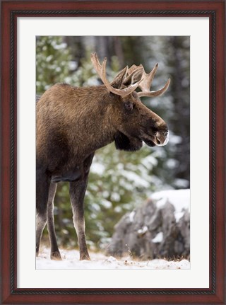 Framed Alberta, Jasper National Park Bull Moose wildlife Print