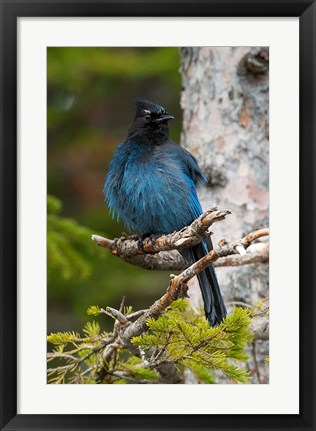 Framed Canada, Alberta, Waterton Lakes NP, Stellar&#39;s Jay Print