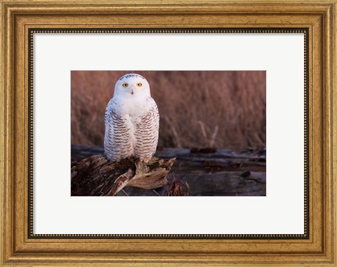Framed Snowy owl, British Columbia, Canada Print