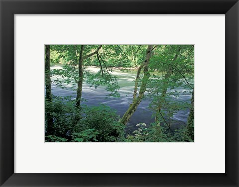 Framed Trees and Ferns on Banks of Campbell River, Vancouver Island, British Columbia Print