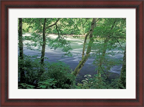 Framed Trees and Ferns on Banks of Campbell River, Vancouver Island, British Columbia Print