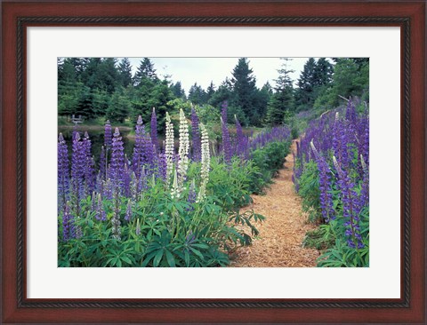 Framed Lupines by a Pond, Kitty Coleman Woodland Gardens, Comox Valley, Vancouver Island, British Columbia Print