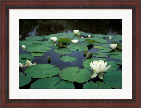 Framed White Water-Lily in Bloom, Kitty Coleman Woodland Gardens, Comox Valley, Vancouver Island, British Columbia Print