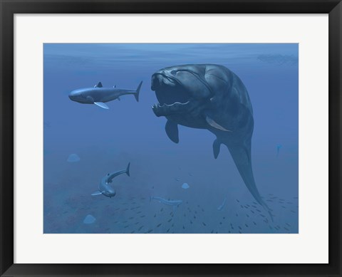 Framed prehistoric Dunkleosteus fish prepares to eat a primitive shark Print