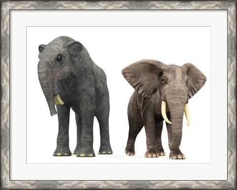 Framed adult Deinotherium compared to a modern adult African Elephant Print