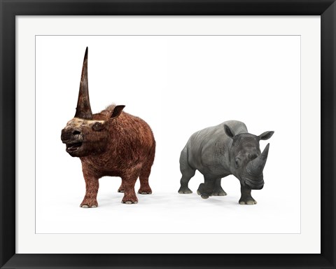 Framed adult Elasmotherium compared to a modern adult White Rhinoceros Print