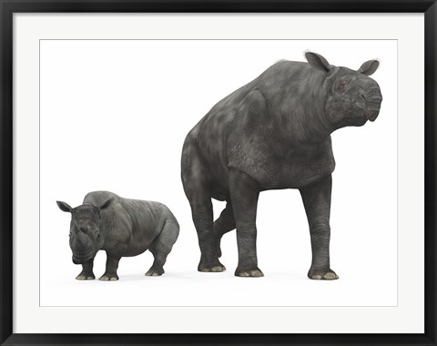 Framed adult Paraceratherium compared to a modern adult White Rhinoceros Print