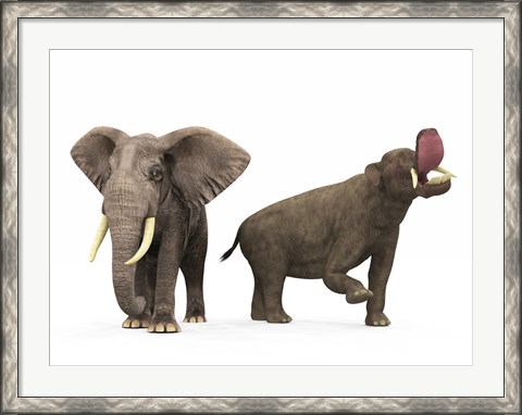 Framed adult Platybelodon compared to a modern adult African Elephant Print