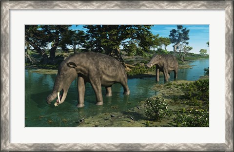 Framed pair of Platybelodon grazing in a shallow stream Print