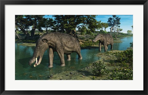 Framed pair of Platybelodon grazing in a shallow stream Print