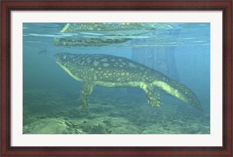 Framed Late Devonian Period Ichthyostega submerged in a floodplain Print