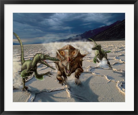 Framed Velociraptors chase a Bagaceratops in a prehistoric desert Print