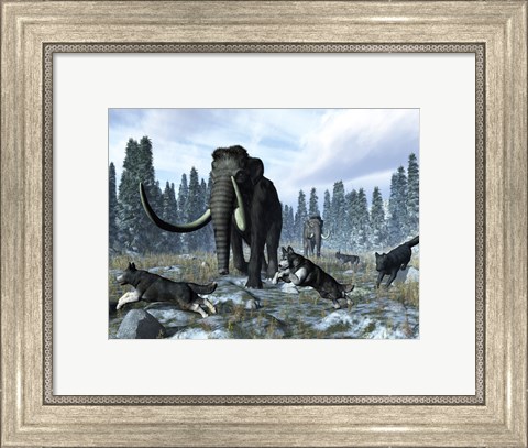 Framed pack of dire wolves crosses paths with two mammoths during the Upper Pleistocene Epoch Print