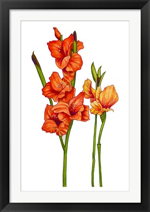 Framed Floral Gladiolas Print