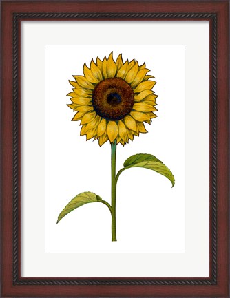 Framed Floral Sunflower Print