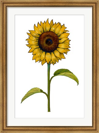 Framed Floral Sunflower Print