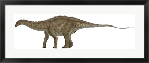 Framed Apatosaurus, a Sauropod Dinosaur also known as Brontosaurus Print