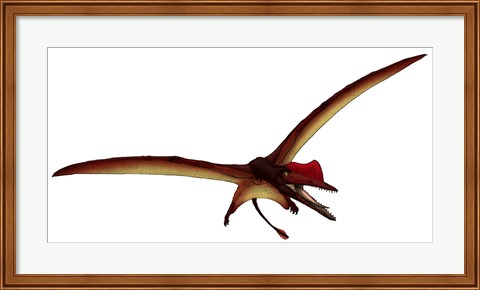 Framed Darwinopterus, a Pterosaur from the Jurassic Period Print