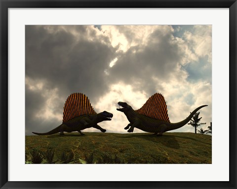 Framed Dimetrodon Fight Over Territory Print