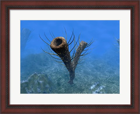 Framed species of Pirania, a Primitive Sponge that Populated the Ocean Floors 505 Million years ago Print