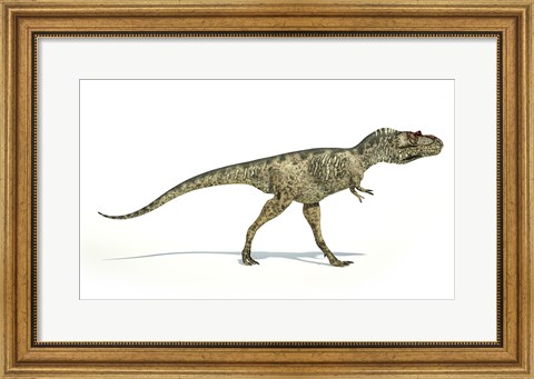 Framed Albertosaurus Dinosaur on White Background Print