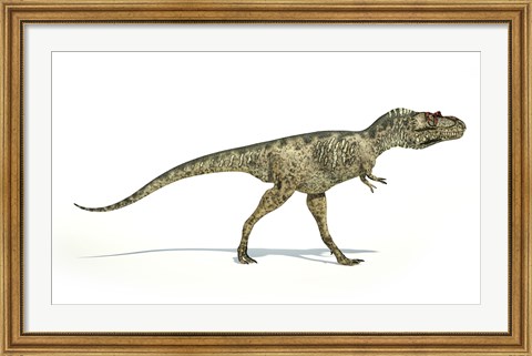 Framed Albertosaurus Dinosaur on White Background Print