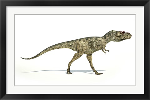 Framed Albertosaurus Dinosaur on White Background Print