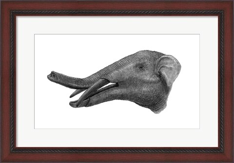 Framed Pencil Drawing of Gomphotherium Print