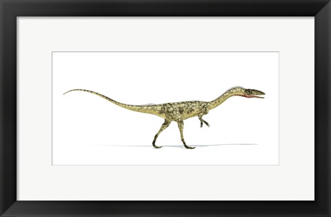 Framed Coelophysis Dinosaur on White Background Print