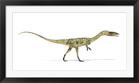 Framed Coelophysis Dinosaur on White Background Print