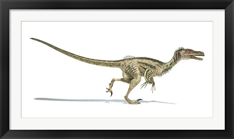 Framed Velociraptor Dinosaur on White Background Print