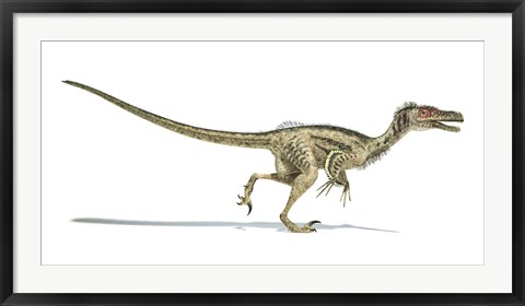 Framed Velociraptor Dinosaur on White Background Print