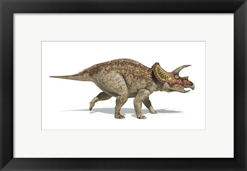 Framed Triceratops Dinosaur on White Background Print