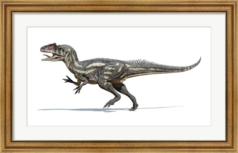 Framed Allosaurus Dinosaur on White Background Print
