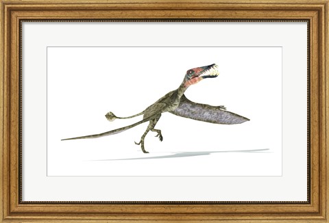 Framed Dorygnathus Dinosaur Print
