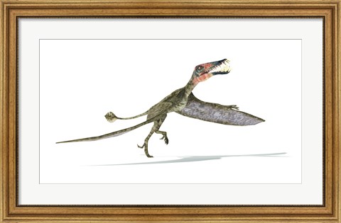 Framed Dorygnathus Dinosaur Print