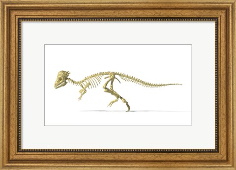 Framed 3D Rendering of a Pachycephalosaurus Dinosaur Skeleton Print