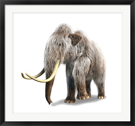 Framed Woolly Mammoth, White Background Print