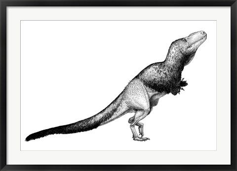 Framed Black Ink Drawing of Daspletosaurus Torosus Print