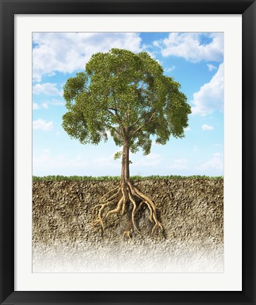 Framed Cross section of Soil Showing a Tree with its Roots Print