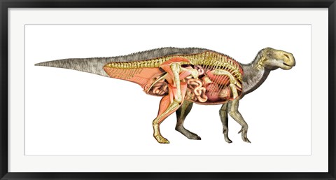 Framed Internal anatomy of an Iguanodon dinosaur Print