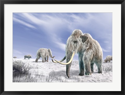 Framed Two Woolly Mammoths in a Snow Covered Field with a Few Bison Print
