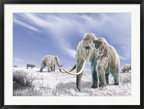 Framed Two Woolly Mammoths in a Snow Covered Field with a Few Bison Print