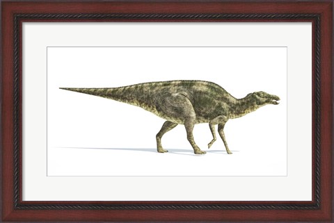 Framed Maiasaura Dinosaur on White Background Print
