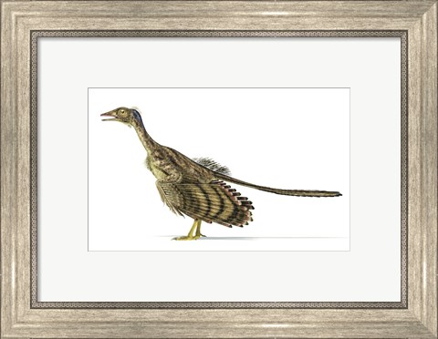 Framed Archaeopteryx Dinosaur on White Background Print