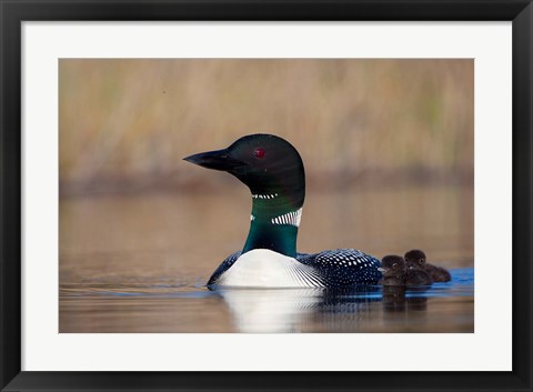 Framed British Columbia Common Loon bird on Lac Le Jeune Print