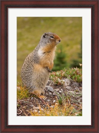 Framed British Columbia, Banff NP, Columbian ground squirrel Print