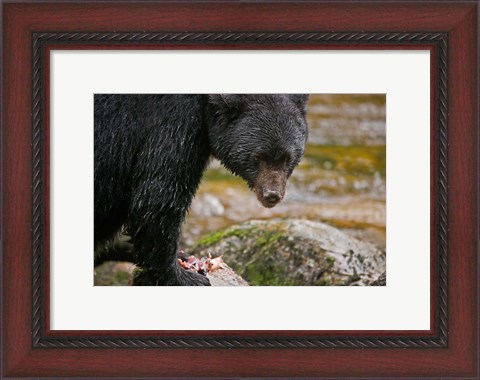 Framed British Columbia, Gribbell Island, Black bear, salmon Print